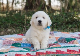 Explore White Golden Retriever Puppies in Indiana , Bedford, Indiana