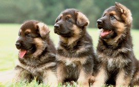 German Shephered Puppies For Sale In Pune, Pune, India