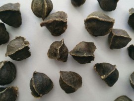 Moringa seeds ( with out wings), Thoothukudi, Tamil Nadu